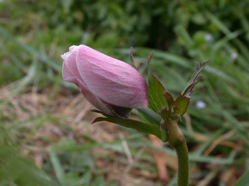 Anemone coronaria /  Anemone dei fiorai